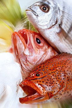 Grouper, Red Snapper and Seabass