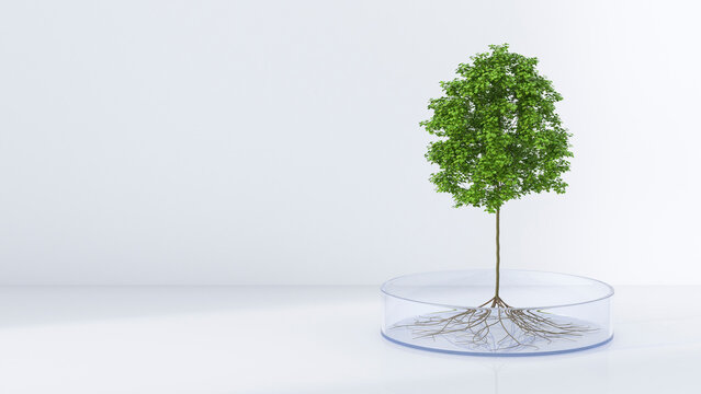 Tree growing in petri dish