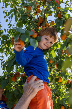 Grandfather holds his grandson to pick apricots from the tree