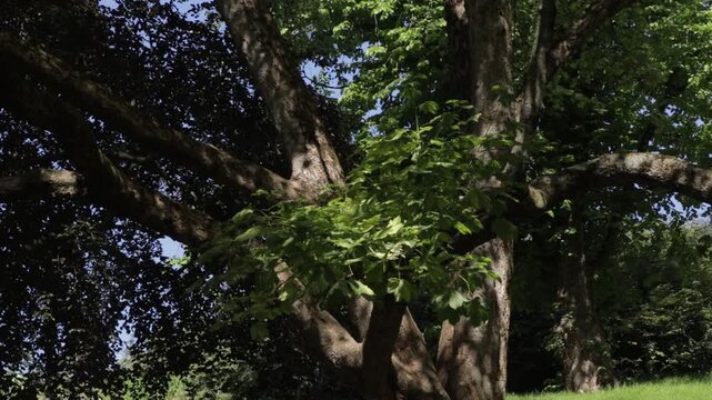 Majestic old tree with thick branches and green leaves in sunny park
