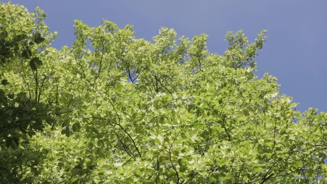 Low angle shot of bright green leaves blowing gently under blue summer sky