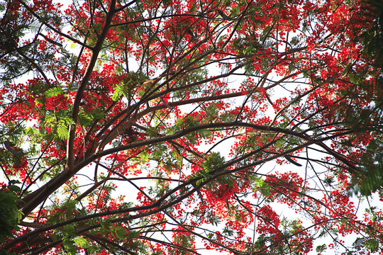 red flowers of tree