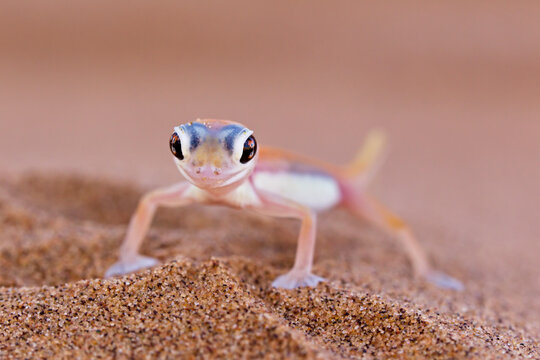 Africa, Namibia, Palmato gecko in namib desert