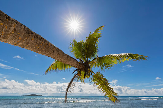 Seychelles, Praslin, Anse Kerlan, coconut palm and Cousin Island