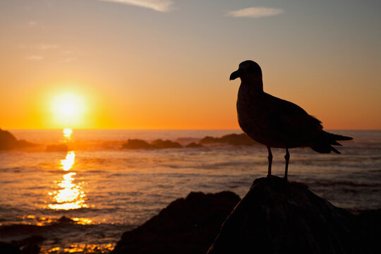USA, California, California Gull (Larus californicus) at sunset