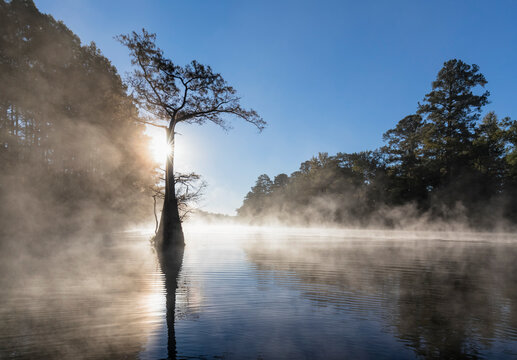 USA, Texas, Louisiana, Caddo Lake, Big Cypress Bayou, bald cypress forest