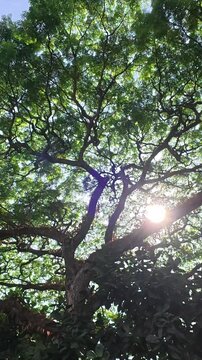 Bright sunlight shining through dense green tree canopy