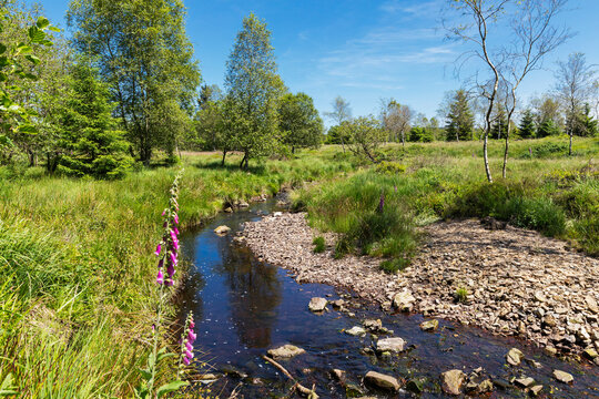 A river flows through the High Fens Nature Park in Belgium