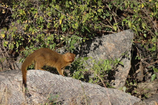 Schlankmanguste / Common slender mongoose / Galerella sanguinea vel Herpestes sanguineus