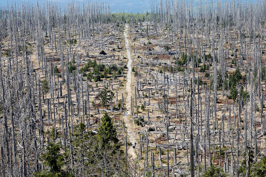 Germany, Bavaria, Lower Bavaria, Forest with dead spruces at bavarian forest