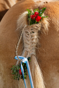 Germany, Upper Bavaria, Wildsteig, Horse tail decorated for Leonhardi prcession