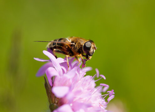 Germany, Bavaria, drone fly (Eristalis tenax)