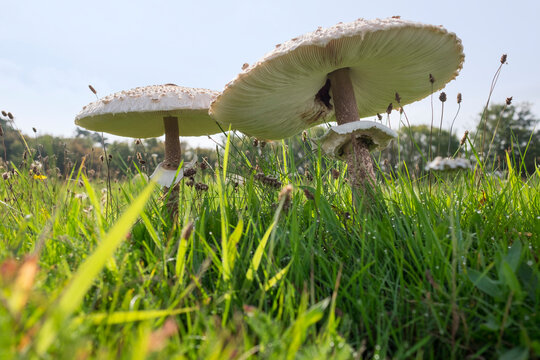 Parasol mushrooms, on meadow, Macrolepiota procera