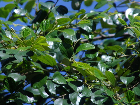 Bidara leaves on a tree