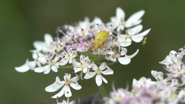 Macro close-up of a bright yellow sulphur beetle (Cteniopus sulphureus) feeding on a white umbellifer wildflower in a summer meadow, nature and insect stock video footage clip