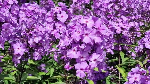 Phlox paniculata 'Blue Paradise' an herbaceous springtime summer flower plant, gardening stock video footage clip