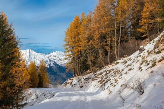 larch forest with golden needles bordering a path covered in snow and mountain peak in the background in tarentaise valley