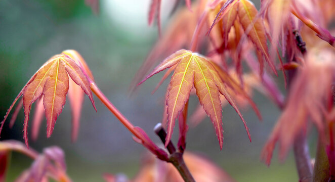 closeup on maple leaf in tree growing in spring in a garden on green background