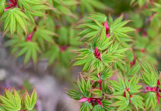 closeup on maple leaf with pink heart and geenery leaf growing in the tree spring