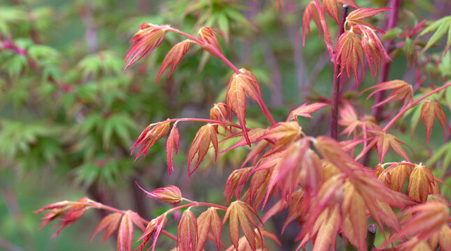 closeup on branches of maple with red leaf growing in spring in a garden
