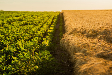 Obraz premium Country path dividing green soybean and golden rye fields. Small business farming and agriculture concept.