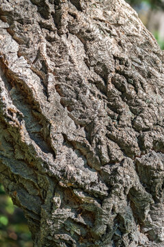 The bark of Amur velvet, or Amur cork tree, lat. Phellodendron amurense