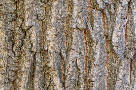 Bark texture and background of a old tree trunk. Detailed bark texture.