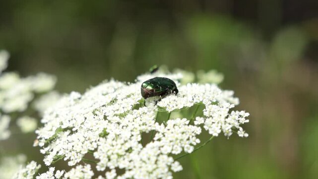coleottero color verde smeraldo brillante che si muove sopra un fiore bianco, di giorno, in un ambiente naturale, in primavera 