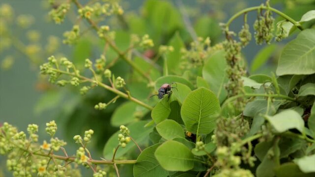 piccoli insetti marroni che si spostano rapidamente tra i fiori e le foglie di un arbusto verde in primavera