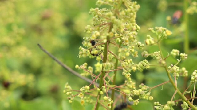 piccoli insetti marroni che si spostano rapidamente sui fiori di un arbusto in primavera