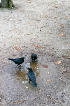 sc&egrave;ne avec des corbeaux dans le jardin des Tuileries &agrave; Paris en France