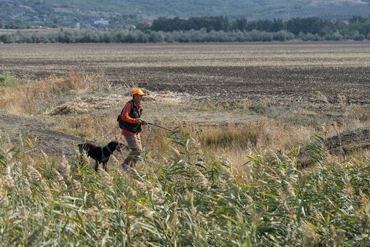 A hunter with his dogs, a spaniel and a german pointer, walk along the reeds in search of a pheasant.