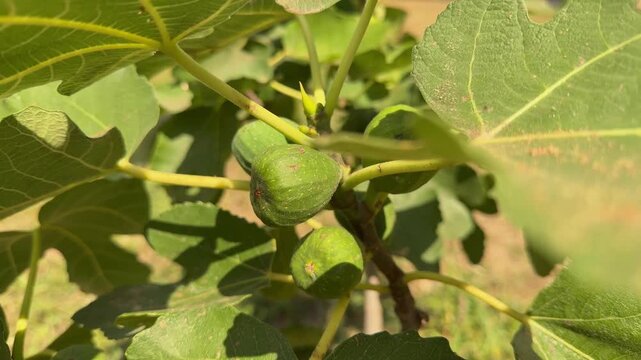 fig fruits on the tree on a sunny day
