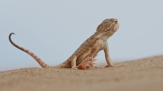 Sand Roundhead (Phrynocephalus interscapularis) Performing a Rhythmic Display on the Sand Before Suddenly Darting Away
