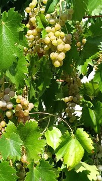 Grappes de raisin blanc m&ucirc;res, en gros plan