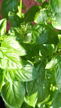 Feuilles de basilic fra&icirc;ches au soleil