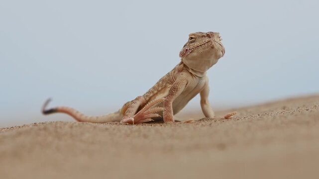 Sand Roundhead (Phrynocephalus interscapularis) Lifting Its Feet and Tail While Standing on Hot Desert Sand
