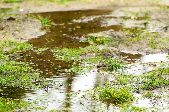 Uneven rainwater infiltration illustrating hydrophobic soil conditions