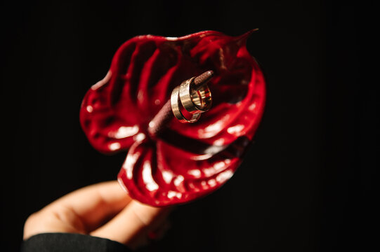 Closeup of gold wedding rings placed on a red anthurium flower against a black background. Hand holding the flower. Romantic symbol of marriage, elegant wedding detail, dark moody aesthetic.