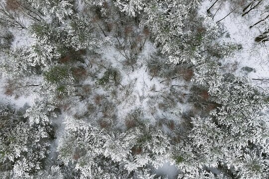 Frozen landscape with snow dusted pine tree canopy