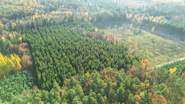Early afforestation zone filled with pine saplings