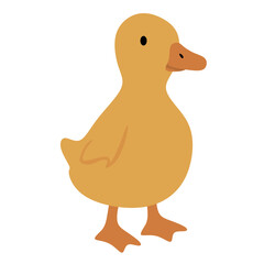 Cute yellow duckling stands alone on white