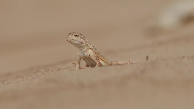 Peaceful Small Toad-headed Agama Resting on Golden Sand Dunes while Watching Territory in Natural Habitat
