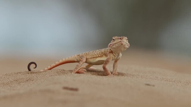 Agitated Secret Toadhead Agama Raising Body in Alert Defensive Pose while Scanning Surroundings for Predators in Wilderness