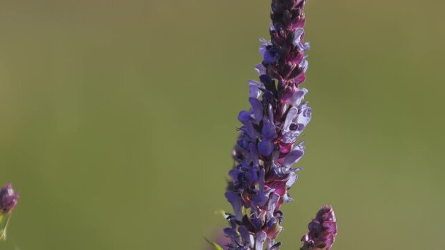 Close View of Meadow Sage (Salvia pratensis) Purple Inflorescence Moving Gently in Breeze Against Blurred Natural Background