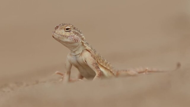 Sand Roundhead (Phrynocephalus interscapularis) Breathing Rapidly Before Raising Its Tail in an Alert Display