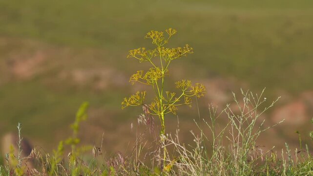 Akitschkan Ferula (Ferula akitschkensis) Flowering Stems Above a Highland Meadow
