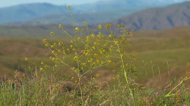 Akitschkan Ferula (Ferula akitschkensis) Flowering Stems Above a Highland Meadow
