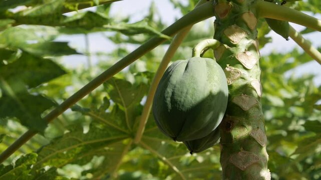 Close up of unripe papaya fruits growing on a young tree in a green plantation garden. Crop inspection.