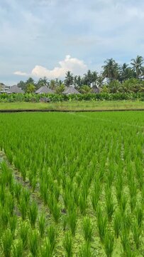 Newly planted rice fields, Ubud, Bali, Indonesia